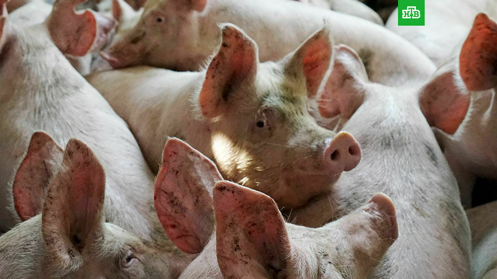 "Беспредел": в Совфеде отреагировали на иск ЕС  запретить импорт свинины