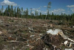 Экологи будут сторожить Химкинский лес 24 часа в сутки