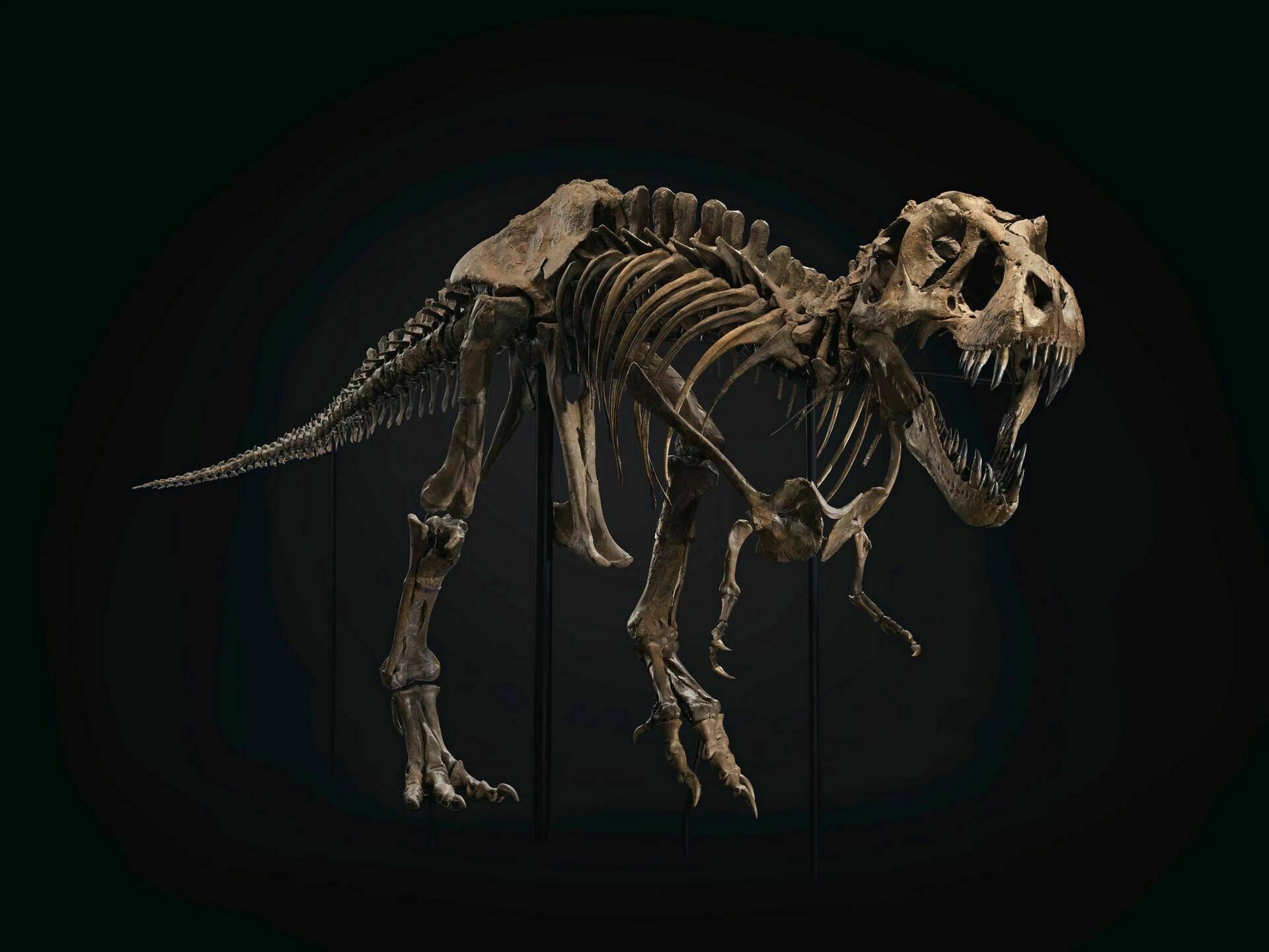Тираннозавр Рекс по имени Стэн, выставленный в окне главного офиса Christie