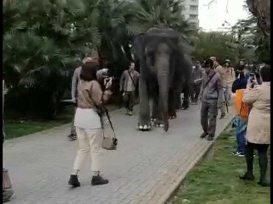 Вопрос дня - от зоозащитников: зачем в 21 веке водить слонов по улицам?