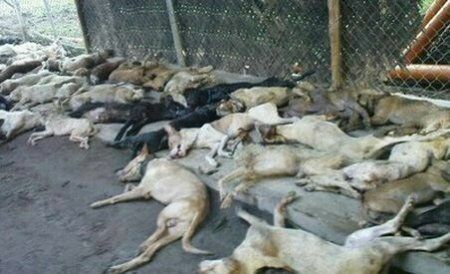 В Ростове опровергли отправку трупов бездомных животных на мясокомбинат