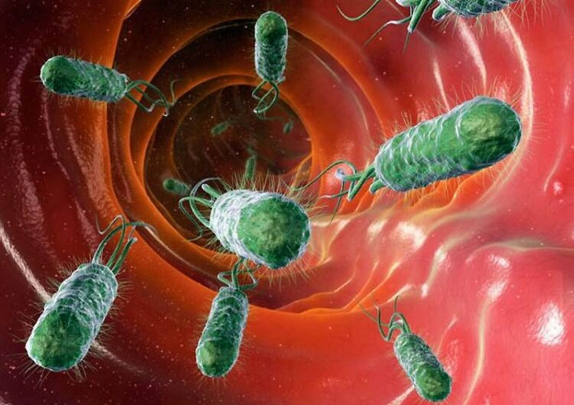 Микроорганизмы это живые организмы