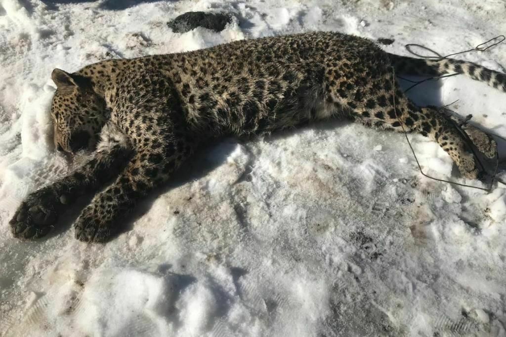 Из М-16 - по леопарду. Браконьеры уничтожают природу Абхазии