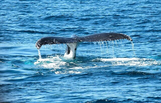 Ученые обнаружили у берегов Мексики новый вид китов