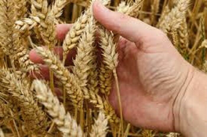 Экспорт зерна из России составил 43,3 млн тонн