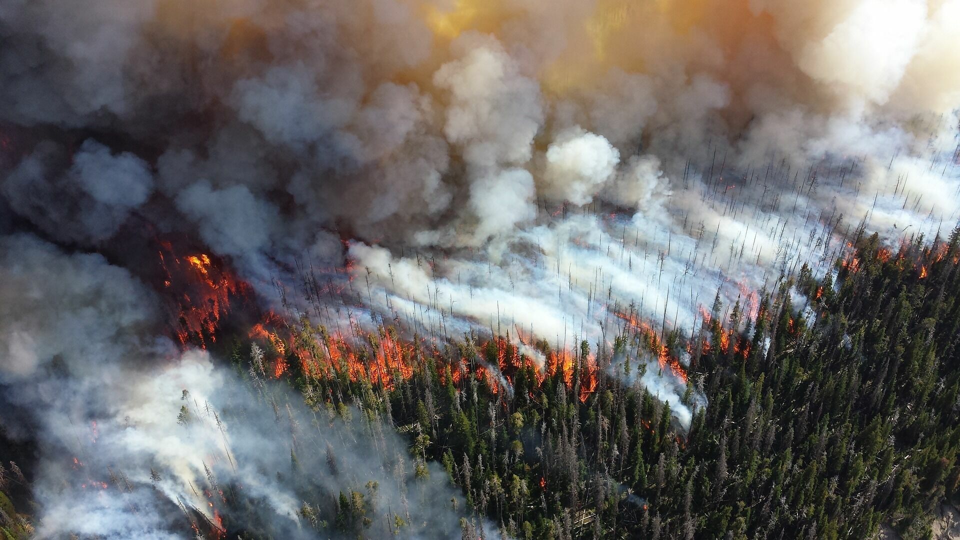 Площадь лесных пожаров в Красноярском крае за сутки выросла в 10 раз