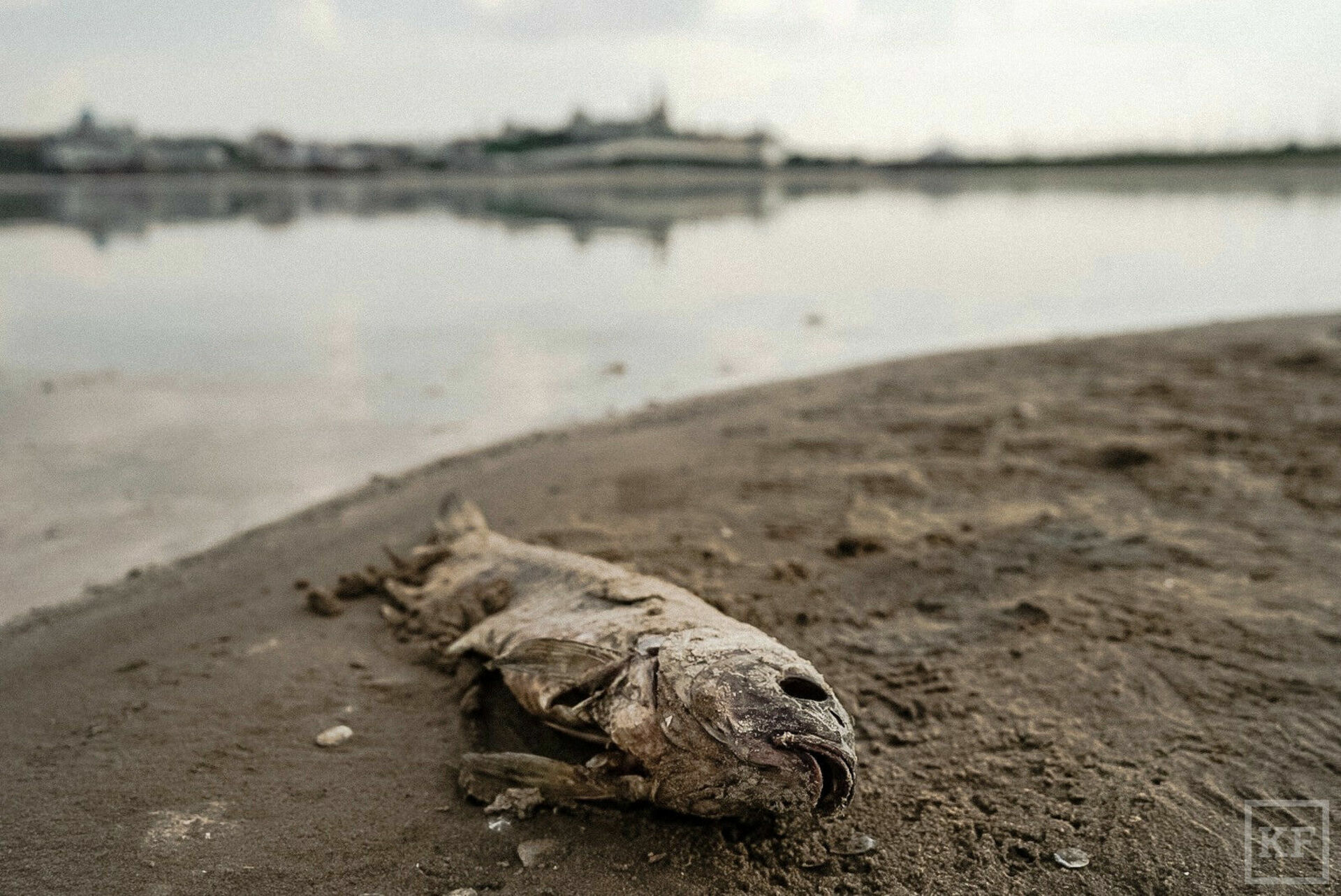 Человек умер без воды. Обмеление реки Волги. Загрязненная река Волга. Река Волга мелеет. Река Волга обмелела.