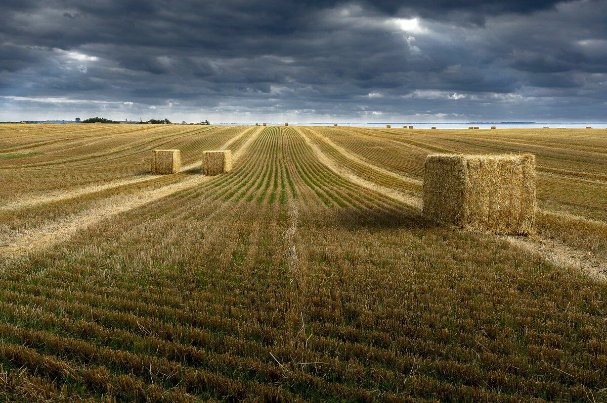 Тихий прорыв: сельское хозяйство России становится локомотивом экономики