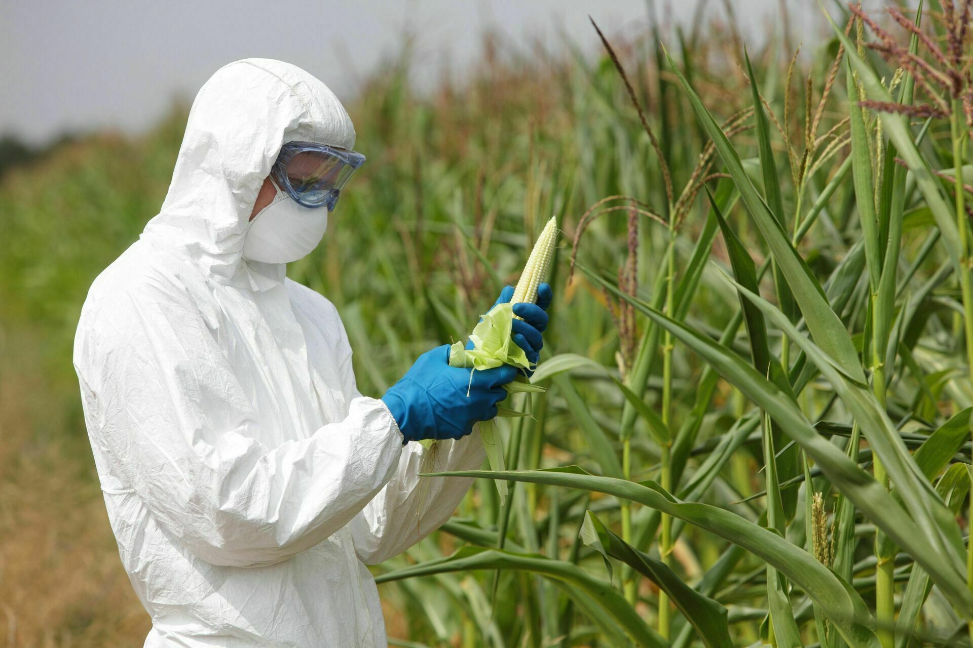Коронавирус подтолкнул ряд стран сажать семена с ГМО, чтобы избежать голода