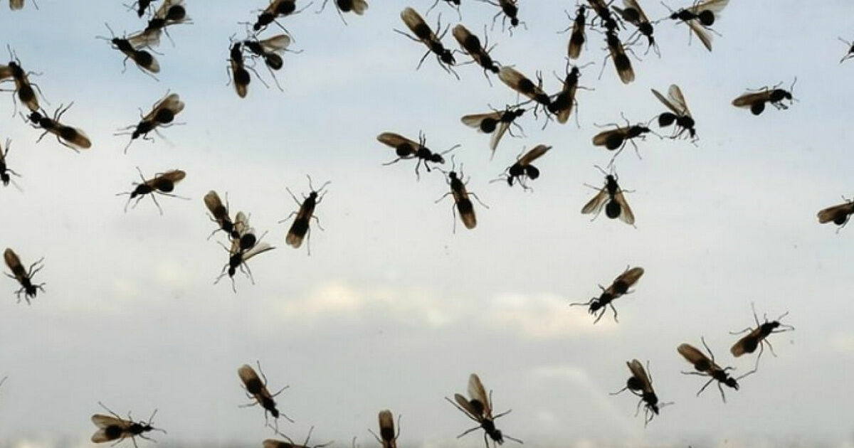 Рой летающий муравьев может атаковать лондонский стадион во время финала Евро-2020