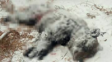 Медведь напал на двух жителей в городе Артеме