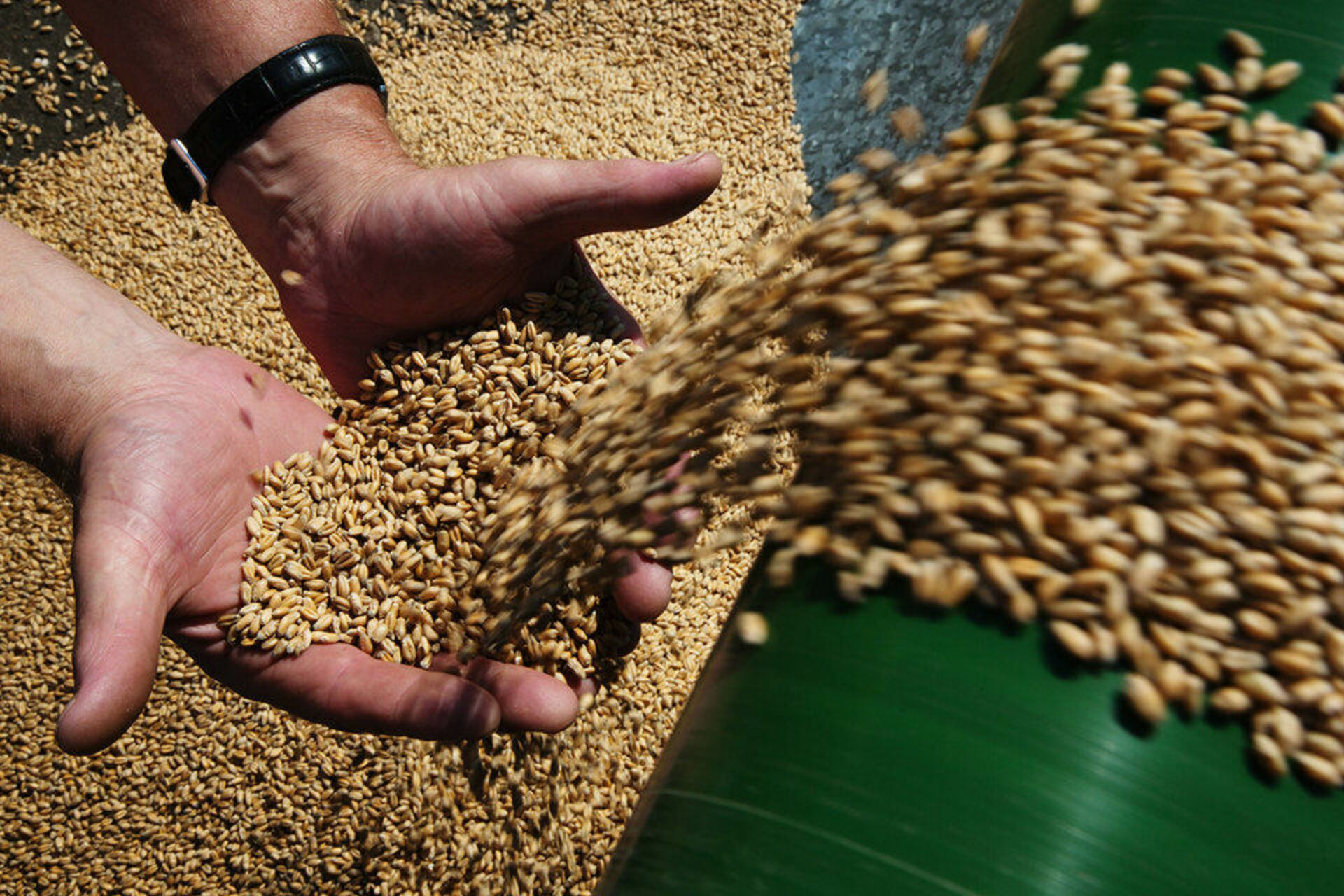 Производство злаковых. Зерно. Пшеница зерно. Обработка зерна. Сельское хозяйство семена.