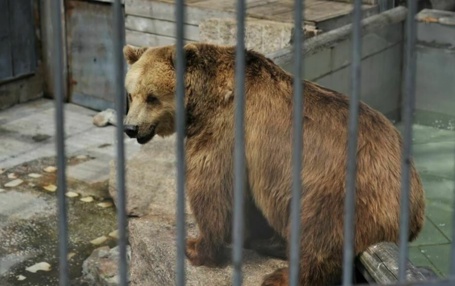 В Челябинске задержали отравителя медведей