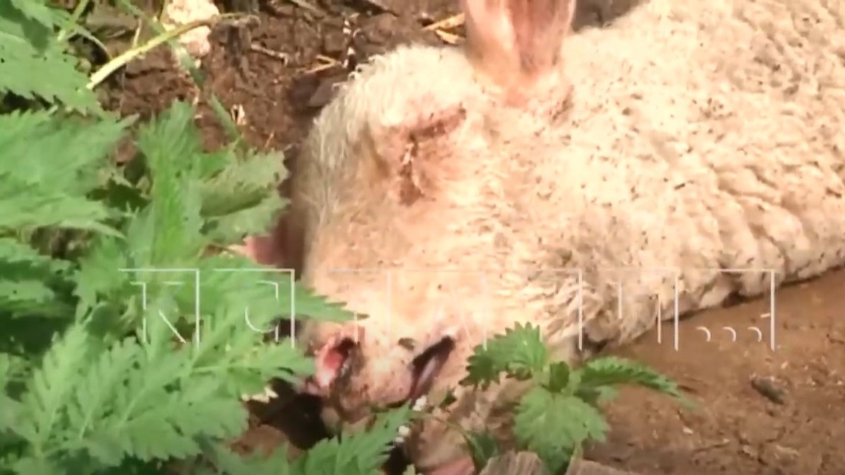 «Ферма ужасов». В Нижегородской области фермер устроил для своих овец лагерь смерти