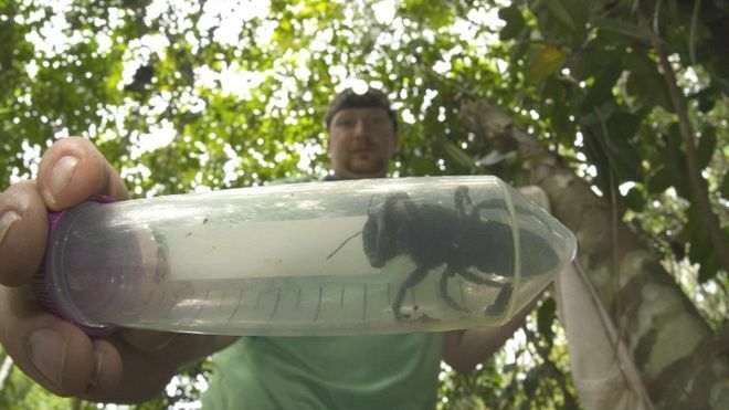 Натуралист нашел пчелу-монстра , которая считалась вымершей (ФОТО)