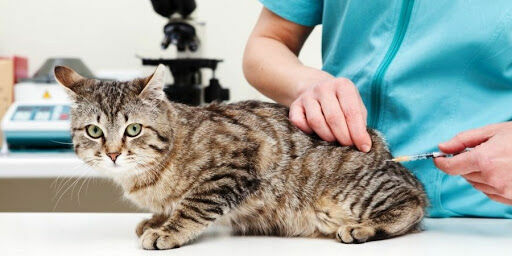 В ветклиниках пропала вакцина от чумки для кошек