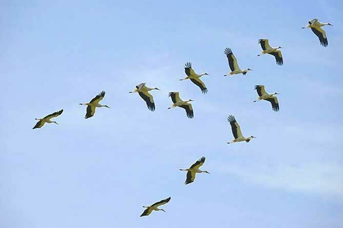 Необъяснимым остается  факт: каким образом почтовые голуби преодолевают огромные расстояния и помнят маршрут? Как перелетные птицы запоминают места и маршрут перелетов?