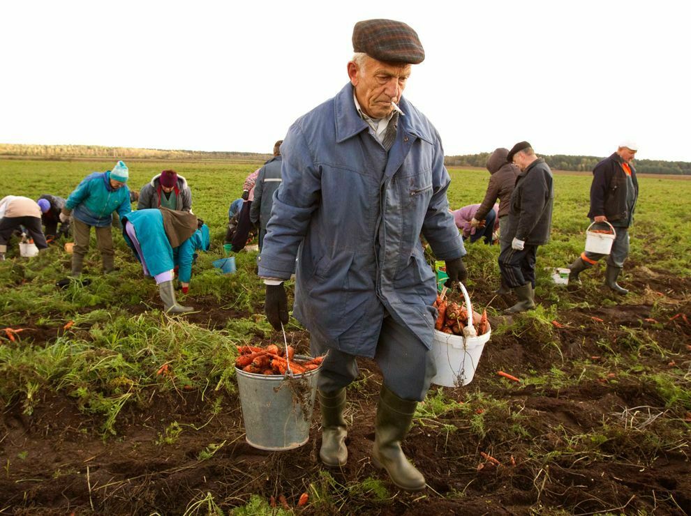 Кто работает, тот ест: сколько получают крестьяне Центрального Черноземья