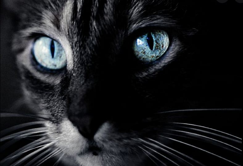 Кошки могут быть носителями ДНК с места преступления, обнаружили криминалисты