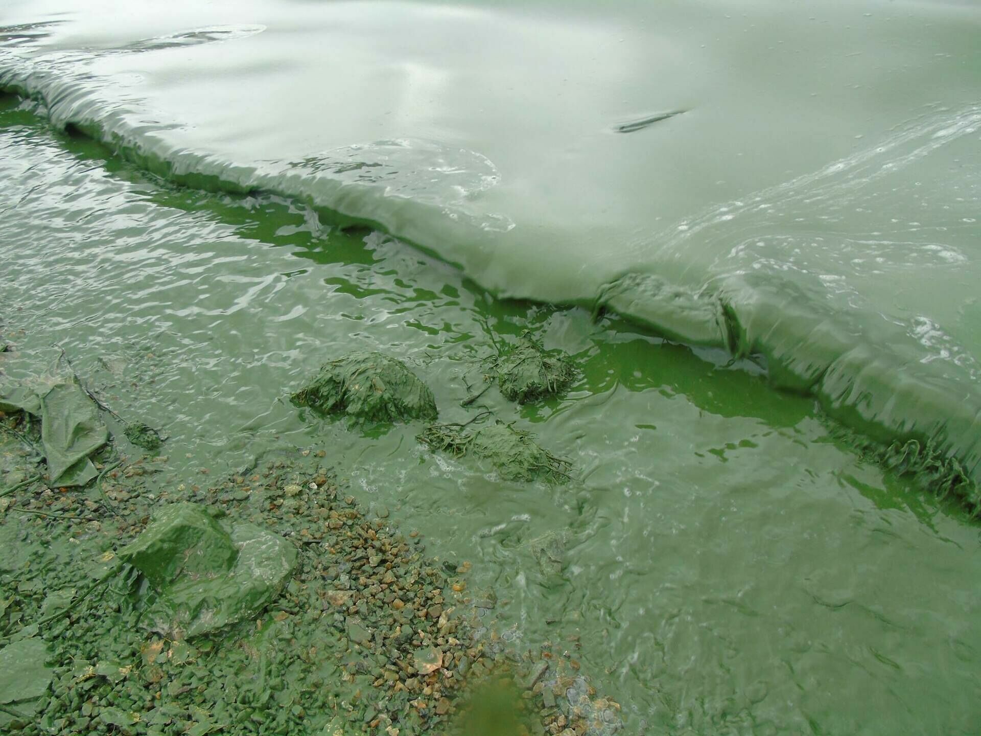 Зеленые воды последствия. Загрязненный Черноисточинский пруд. Черноисточинский пруд Нижний Тагил. Загрязнение воды. Вода в пруду.