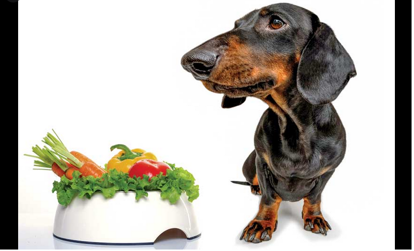 Самая полезная диета для собак – веганская, показало крупное исследование