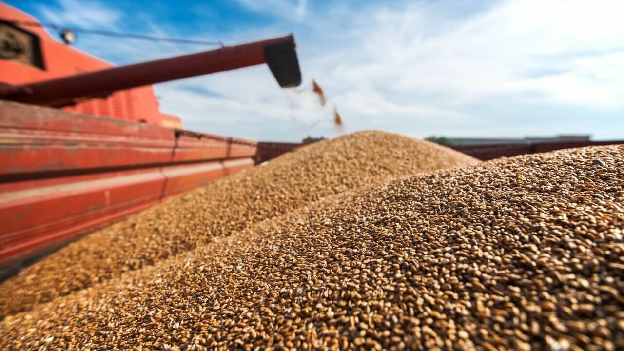Урожай зерна рекордно вырос в 2022 году