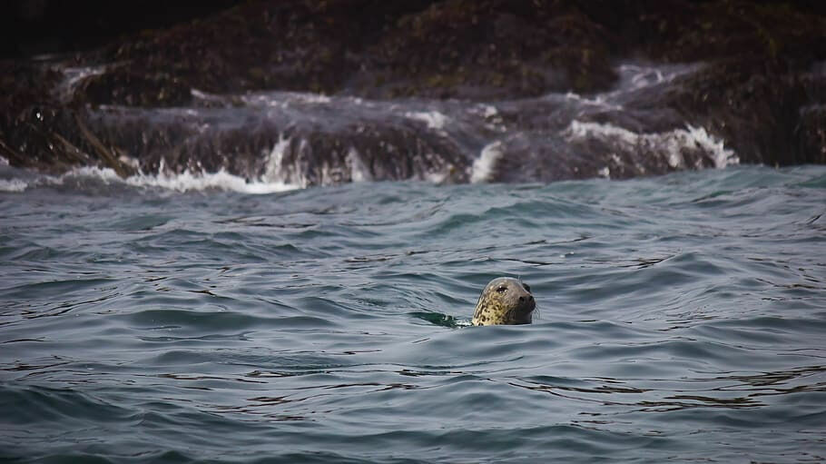 Сахалинские спасатели помогли тюленю избежать гибели