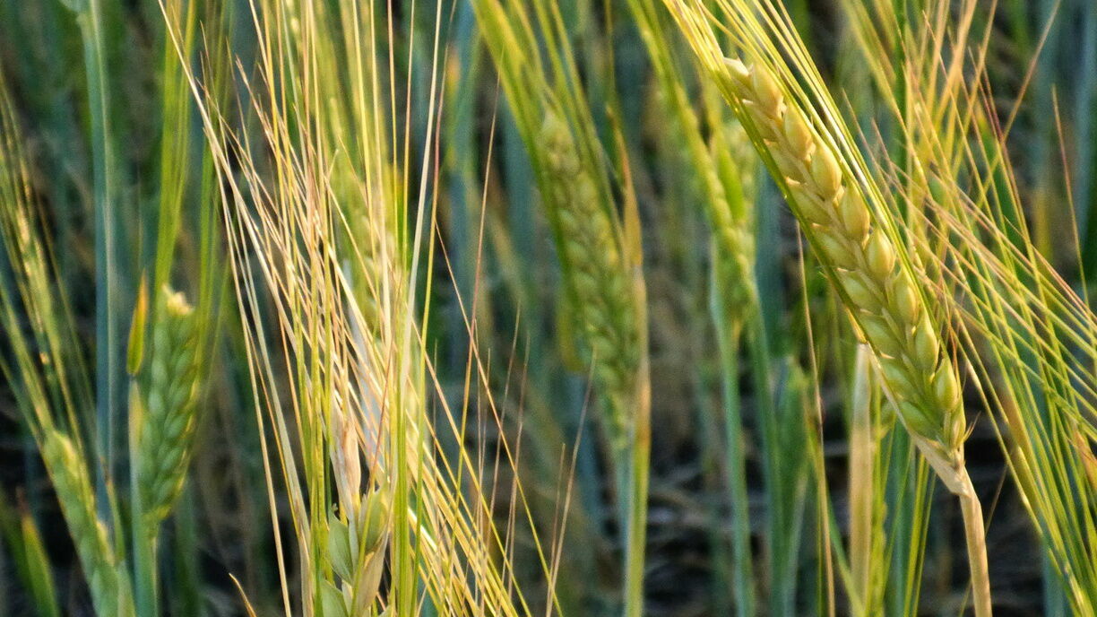Эксперт раскритиковал повысившиеся пошлины на экспорт пшеницы