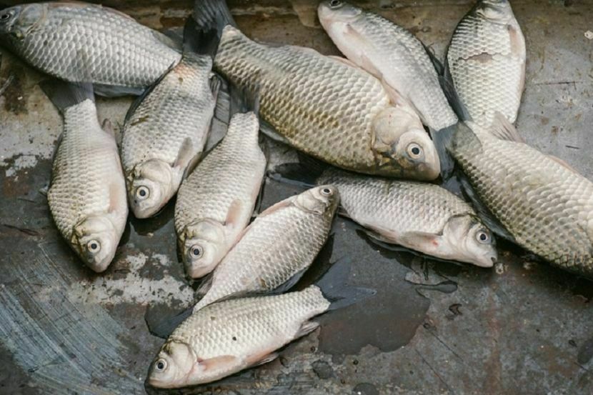 Уголовное дело возбудили после массовой гибели рыбы под Ейском