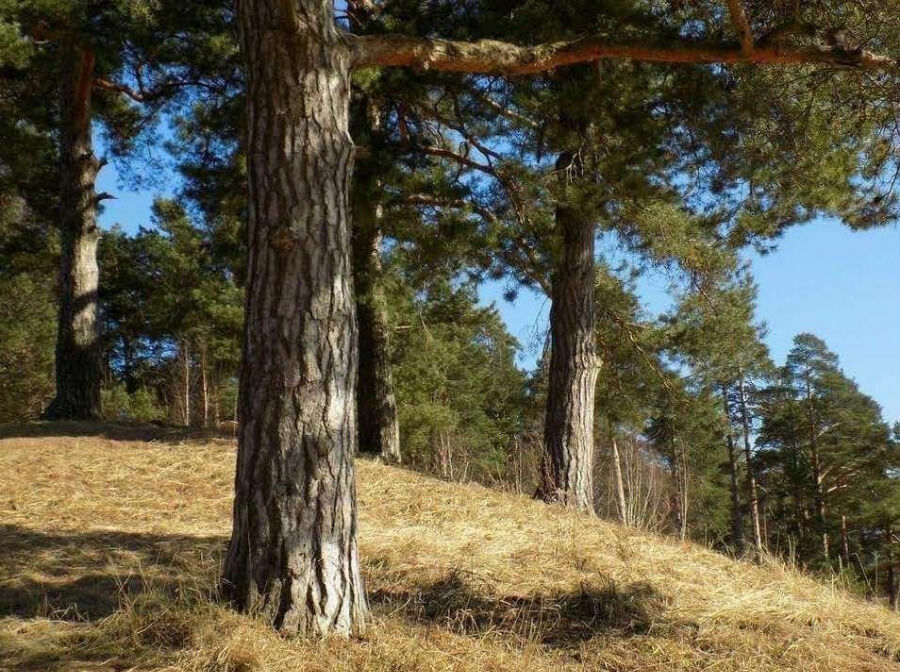По версии экспертов,  подготовивших  новый проект Суханово, эти вековые деревья сгорели.