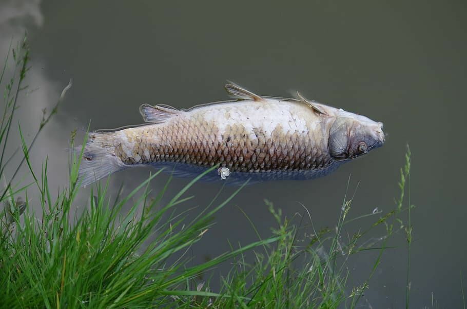 В водоеме под Екатеринбургом обнаружили массовую гибель рыбы
