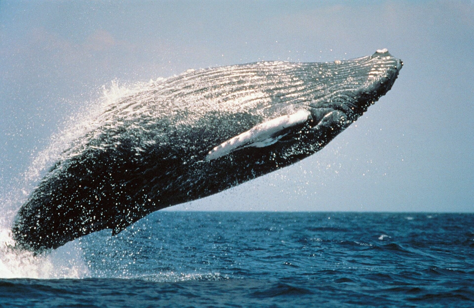На японский берег выбросило гигантскую тушу кита длиной 14 метров