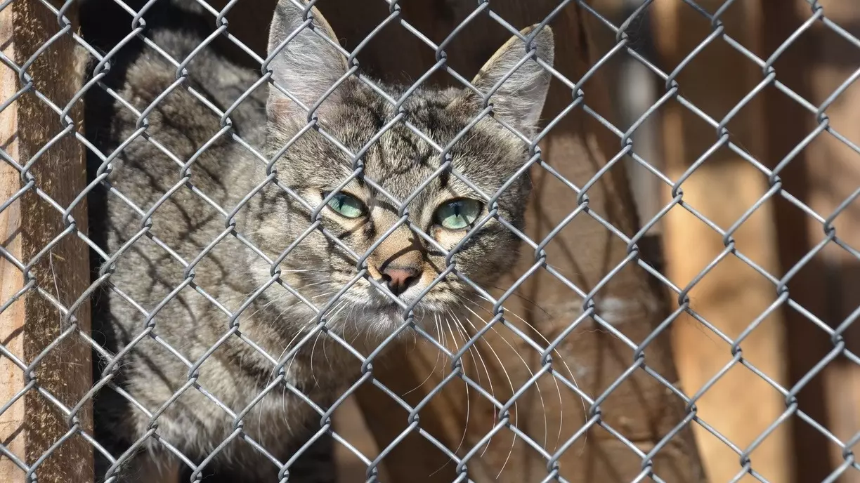 Спасли в последнюю секунду: кадры чудо-спасения кошки из затопленного дома под Орском