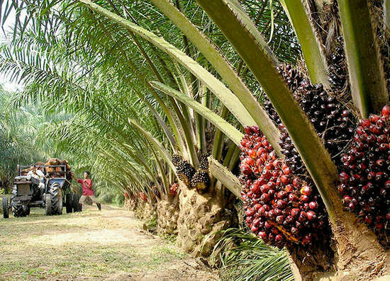 Андрей Сизов: Кому реально вредит пальмовое масло