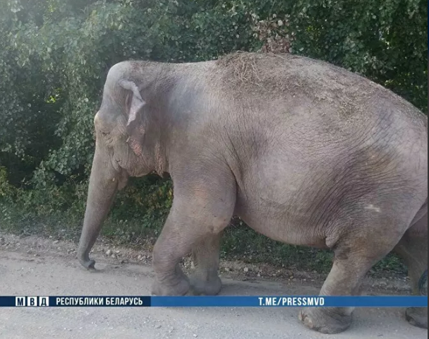 Жителей белорусской деревни напугал слон