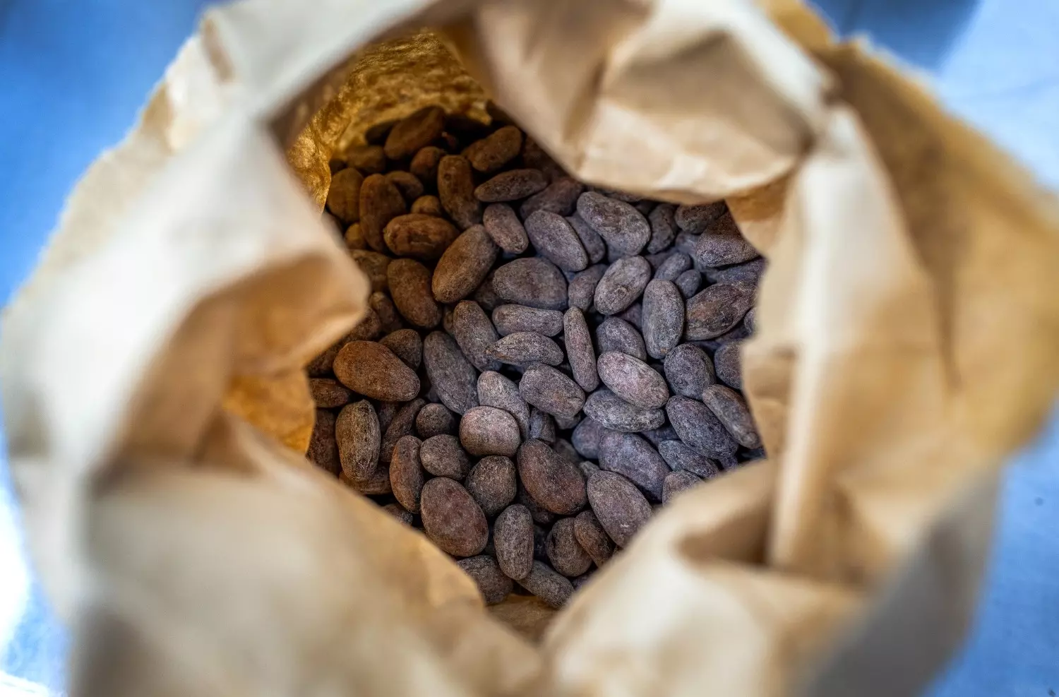 По словам эксперта, многие флавонолы разрушаются еще в процессе приготовления какао-порошка
