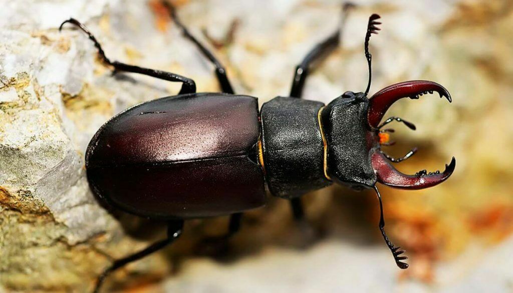 Видео дня: ученые показали, как выглядит куколка самого крупного жука в Европе