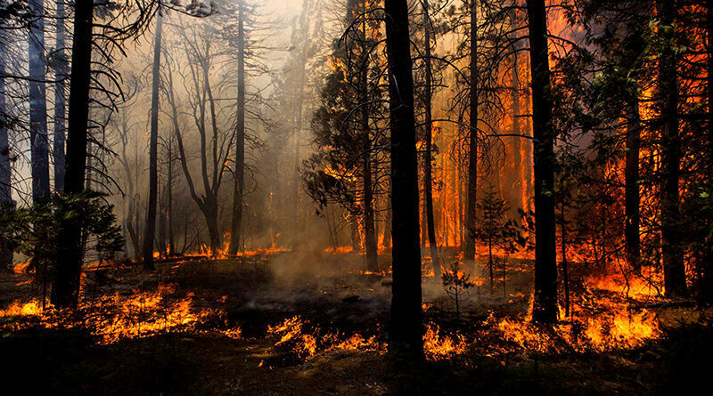 Власти в регионах позволили пожарам охватить 1 млн га