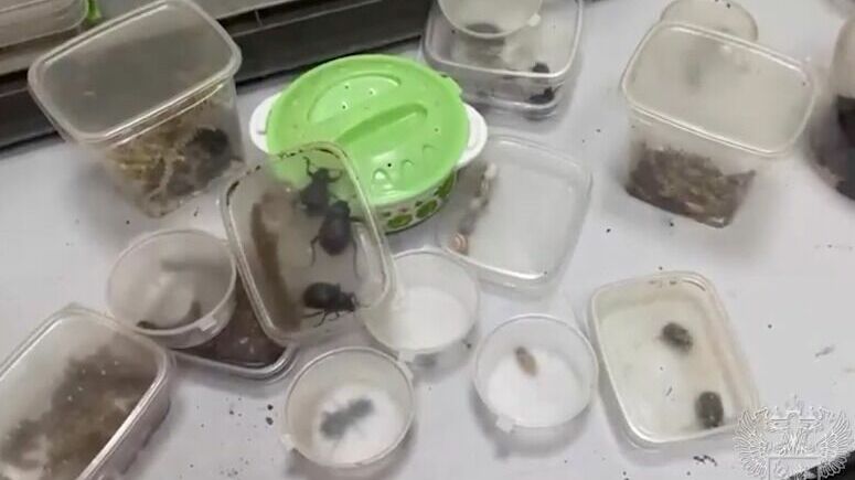 Свыше 350 экзотических животных нашли в Домодедово в багаже пассажира из ЮАР