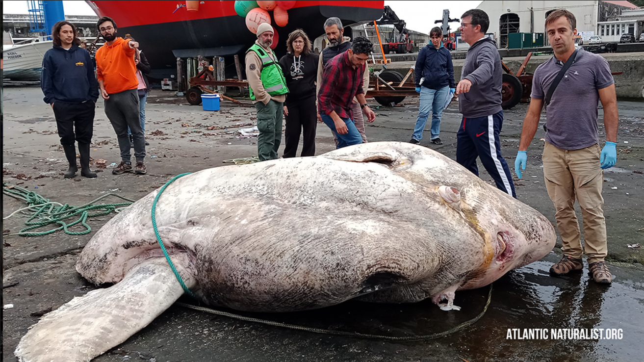 Почти три тонны: самую тяжелую костистую рыбу (увы, мертвую) выловили на Азорах