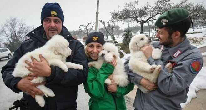 Трех щенков вызволили из итальянского отеля, заваленного лавиной