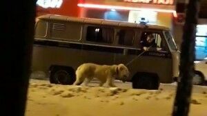 Полицейские Верхней Пышмы конвоировали задержанного пса, не выходя из машины