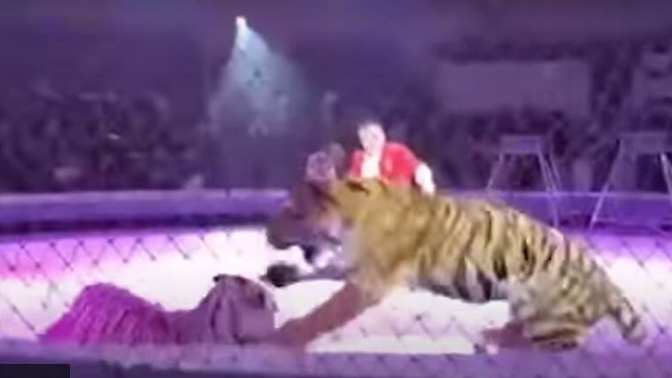 В Кисловодске две тигрицы устроили драку во время выступления в цирке Запашного