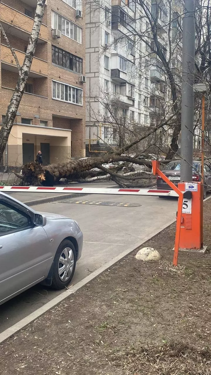 Последствия урагана в Москве