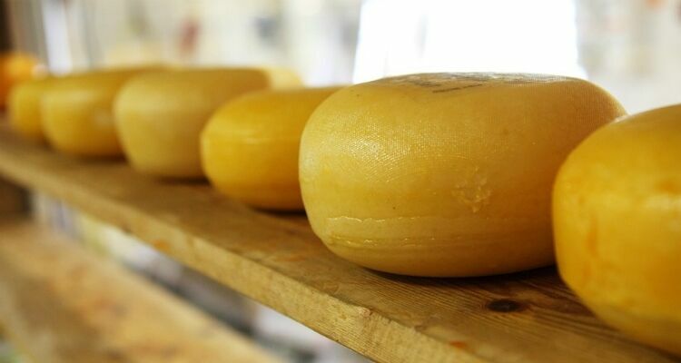 Ученые доказали полезные свойства сыра