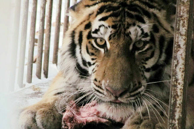 В Хабаровском крае погиб тигр по кличке Упорный