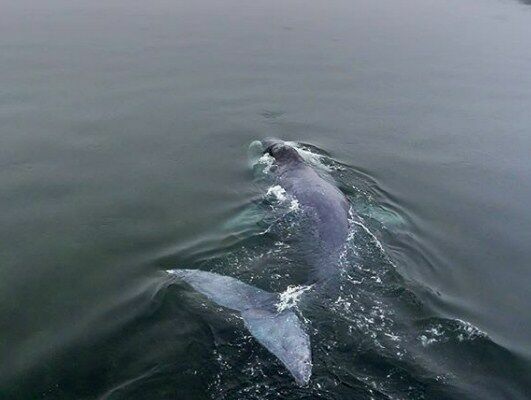 Экологи: гренландскому киту, застрявшему на Шантарах, уже не помочь