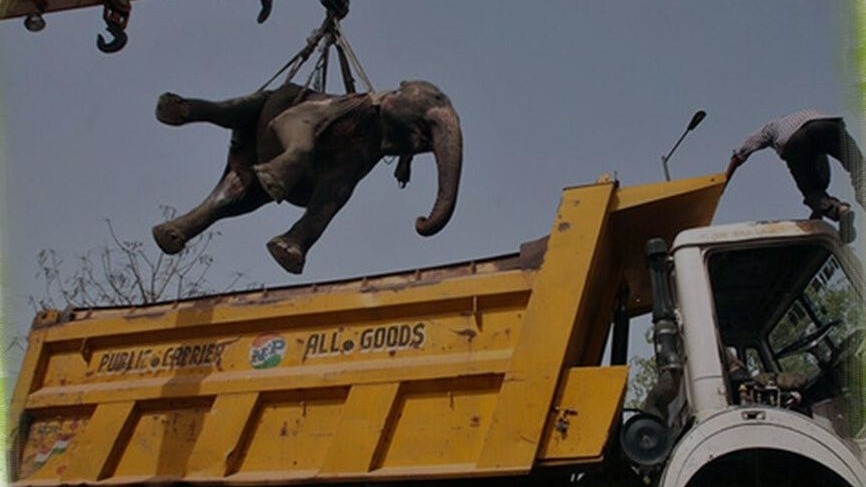 Дружба слонами и носорогами: зачем России забирать экзотических животных из Африки?