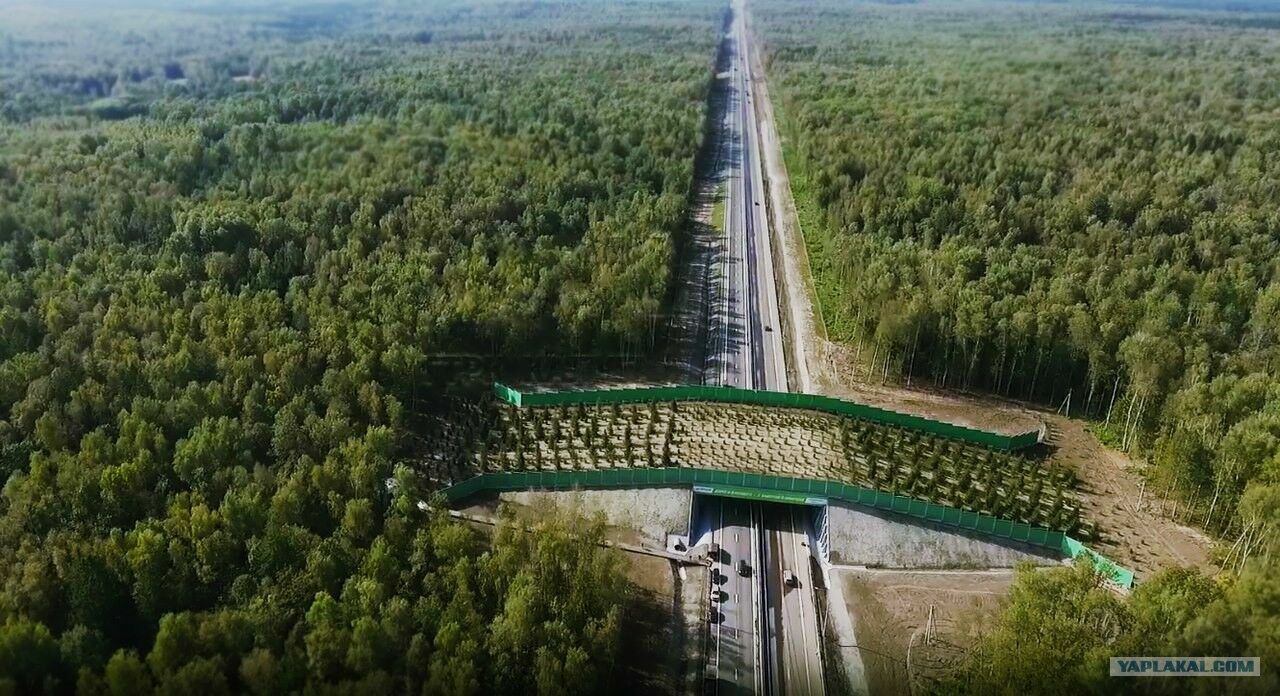 В России, наконец, разработан стандарт по строительству экодуков