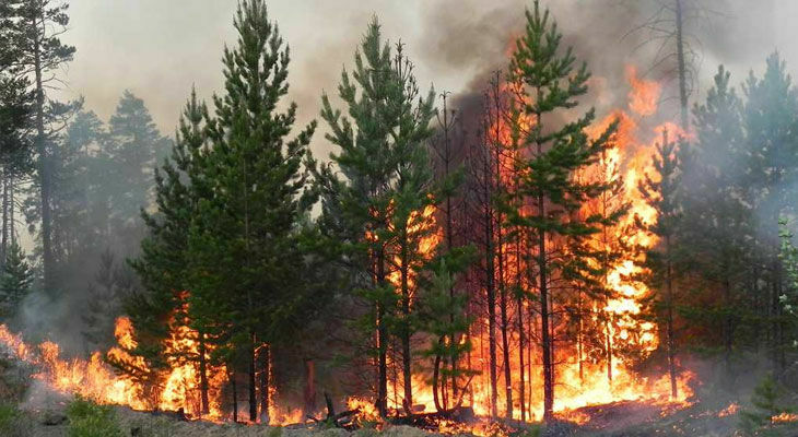 Чехию и Германию охватили лесные пожары